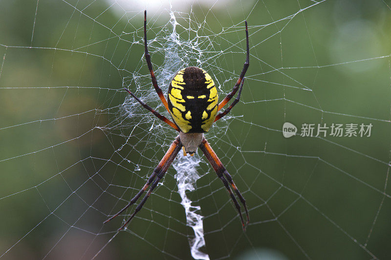 黄色花园蜘蛛Argiope Aurantia丝网在俄勒冈花园